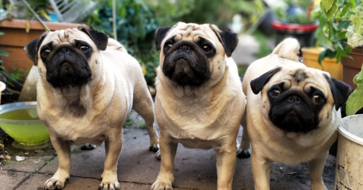 Pets can give us clues about what’s really going on behind closed doors